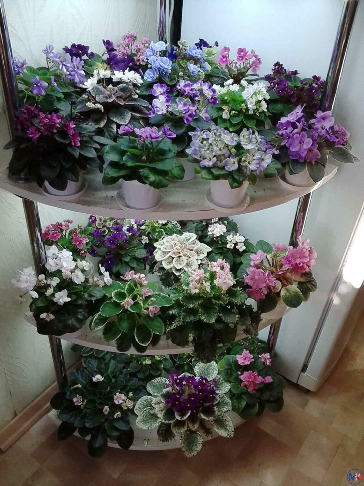 ???????? ?????? ?? ?.?????